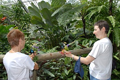 0669 Butterfly Sanctuary Kuranda